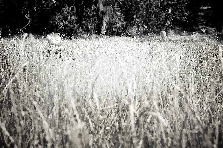Melbourne Child Photography